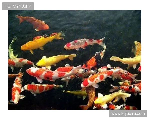 开运官网入口：掌握开运官网入口的多种途径与访问技巧